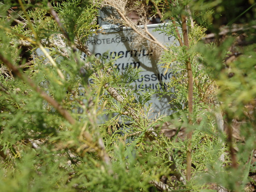 Kirstenbosch National Botanical Garden.